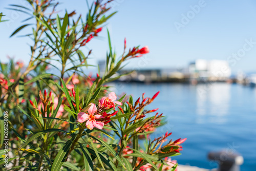 Fotografi Blooming pink oleander flowers (Nerium oleander) growing beside the waterfront in Rijeka, Croatia