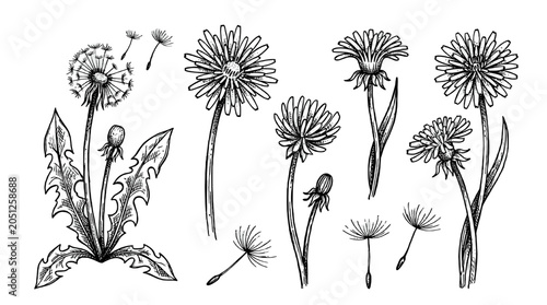 Hand drawn dandelion flower and seed botanical sketch set