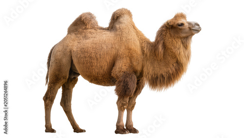 Fotografie Dromedary camel with one hump standing profile view