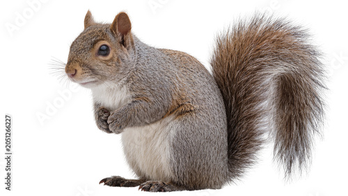 Slika na platnu Gray squirrel with bushy tail sitting on white
