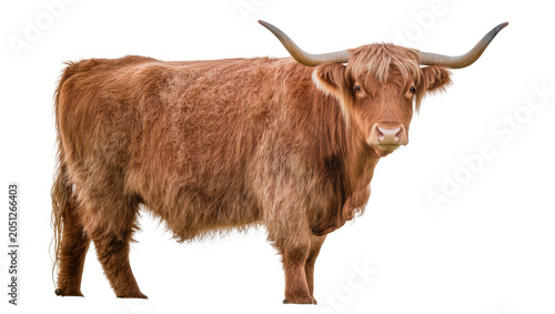 Tableau sur toile Highland cow with long horns and shaggy brown fur