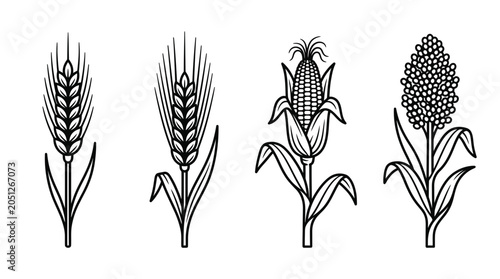 Set of four cereal grain icons: wheat, barley, corn, and sorghum on white background