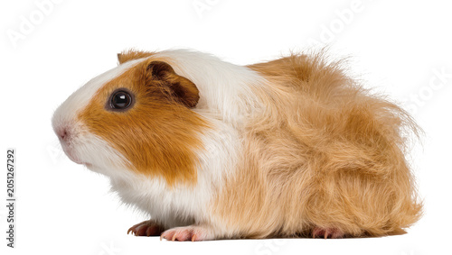 Schilderij op canvas Fluffy Abyssinian guinea pig with white and ginger fur