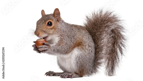 Photos Gray squirrel holding a hazelnut in its paws