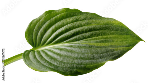 Quadro em tela Green Hosta leaf with prominent veins and stem
