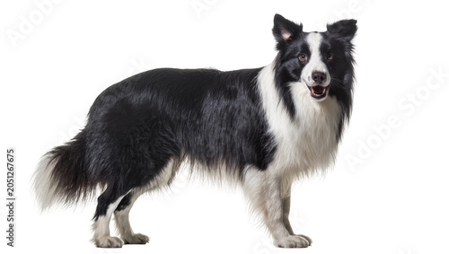 Bild auf Leinwand Black and white Border Collie dog standing, looking forward