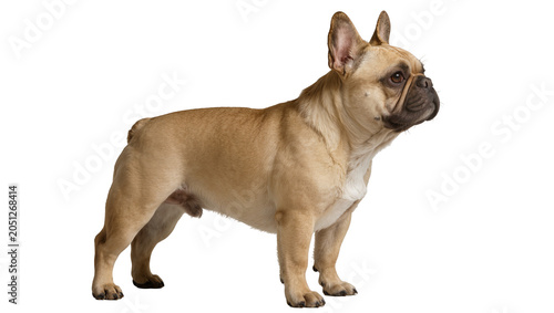 Photos Fawn French Bulldog standing profile view