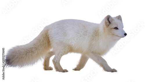 Φωτογραφία Arctic fox walking with white fur and bushy tail