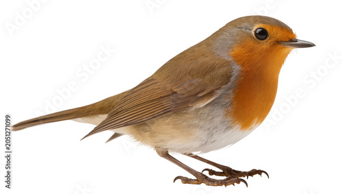 Photos European Robin bird with orange breast and grey head