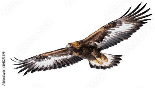 Tableau sur toile Golden eagle bird of prey in flight with wings spread wide