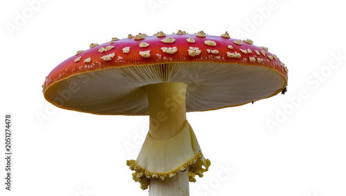 Canvastavla Red mushroom with white spots and gills