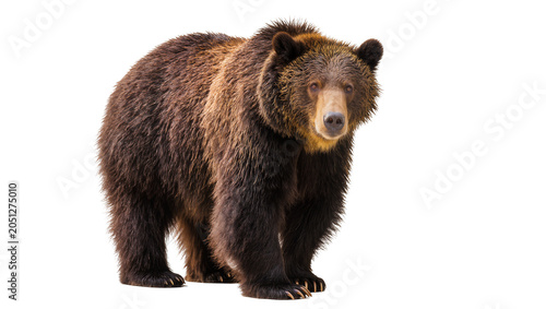 Tableau sur toile Brown grizzly bear standing on white