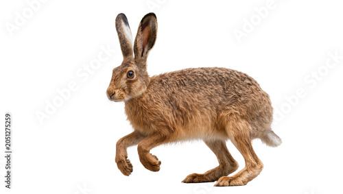 Foto Brown hare running with long ears and fur
