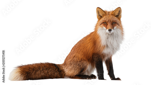 Slika na platnu Red fox sitting with bushy tail and white chest