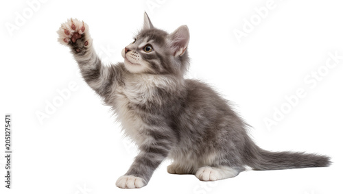 Fluffy grey tabby kitten playing with paw raised