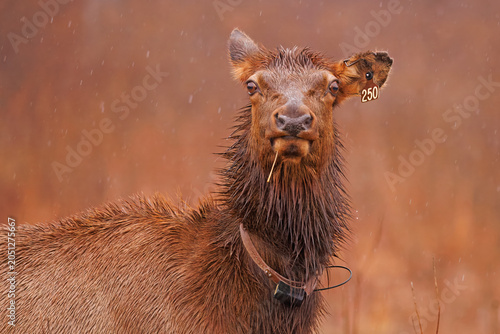 Foto A female, or cow American elk, Cervus canadensis, in a rain shower, while wearing a radio transmitter and ear tag for identification and tracking