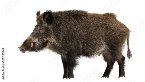 Photos Wild boar with tusks and shaggy fur profile view