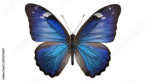 Foto Blue Morpho Butterfly with Iridescent Wings