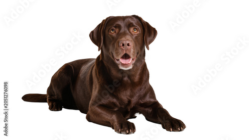 Foto Chocolate Labrador Retriever dog lying down with mouth open