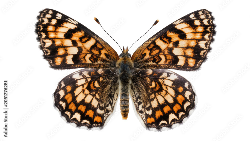 Fototapeta premium Orange and black butterfly with patterned wings