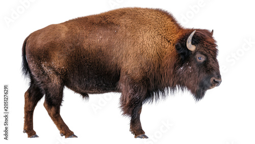 Foto American Bison with shaggy brown fur and horns