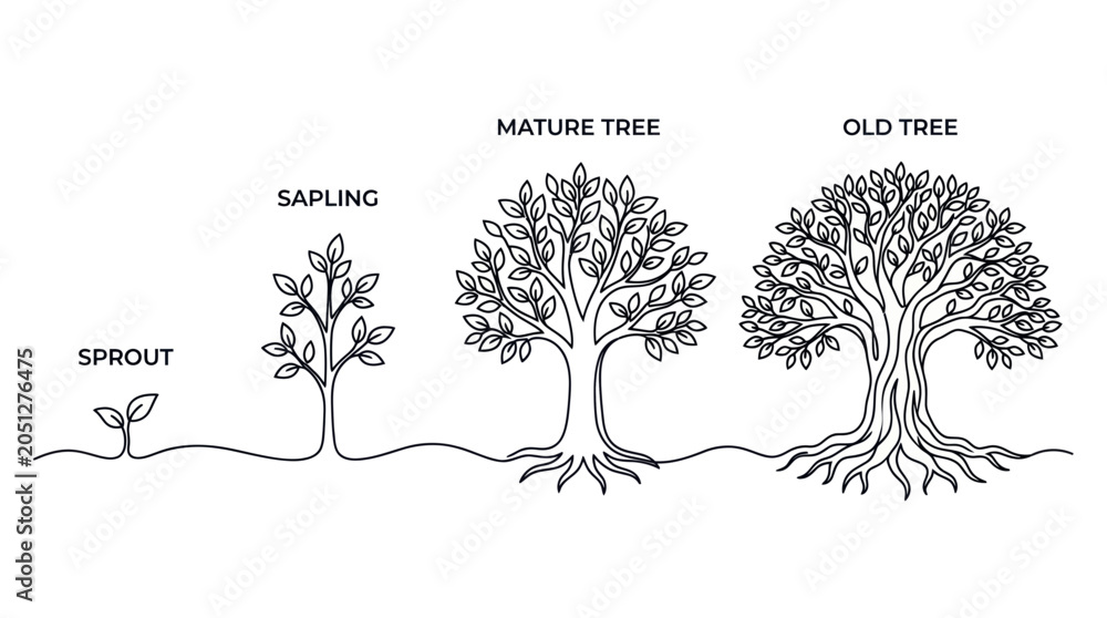 Fototapeta premium Tree Growth Stages: Sprout, Sapling, Mature, and Old Tree Lifecycle