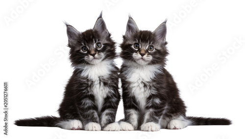 Fotografie Two Maine Coon kittens with fluffy fur and white chests
