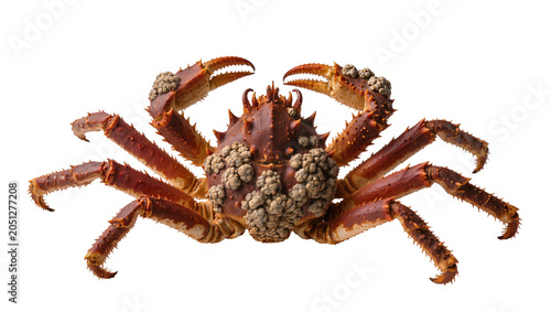 Fotografia Spiky brown king crab with bumpy shell and large claws