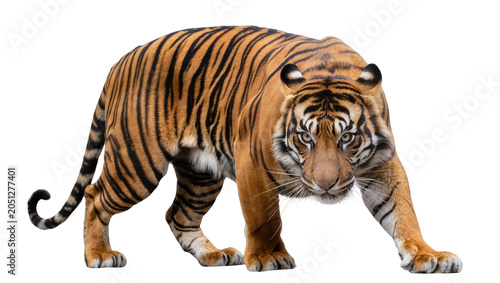 Cuadro en lienzo Tiger prowling forward with intense gaze