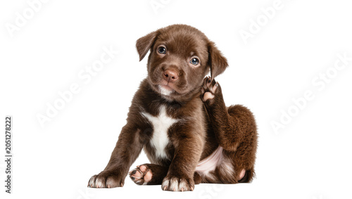 Brown puppy scratching ear with paw