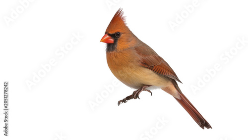 Foto Female Northern Cardinal perched with crest raised