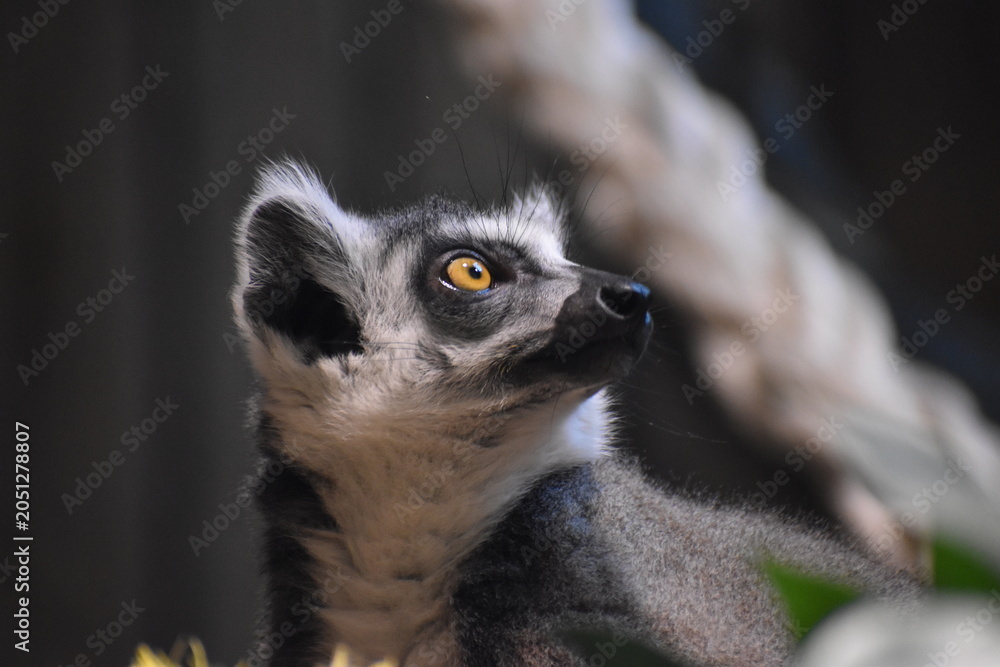 Fototapeta premium Lemur in the zoo