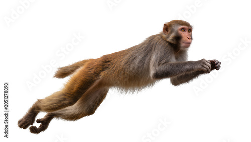 Rhesus macaque monkey in mid-air jump, side view