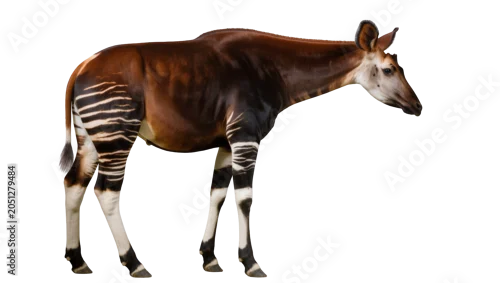Obraz Okapi with striped legs and brown body