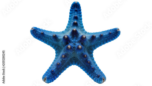 Foto Bright blue starfish with dark bumps and textured skin