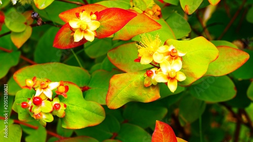 Obraz na plátne Millepertuis miracle Hypericum dans le jardin des géants à Lille dans le Nord, F
