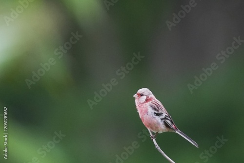 Long-tailed Rosefinch Male Captured Mid-Flight with Shallow Depth of Field
