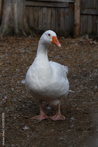 goose on a farm