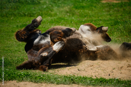 Fotografi Funny donkey rolling on its back in sand on green grass