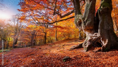 Colorful Autumnal Forest Landscape With Old Big Tree In Autumnal Forest On Sunny Day