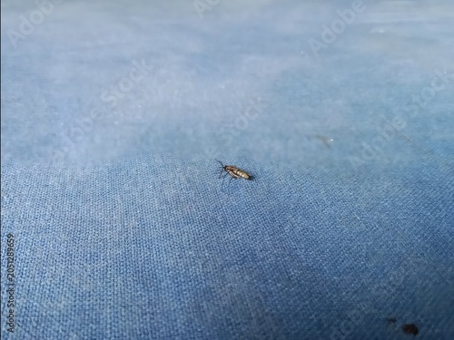 Small single ant walking across a textured blue fabric background with creature wildlife background backdrop material