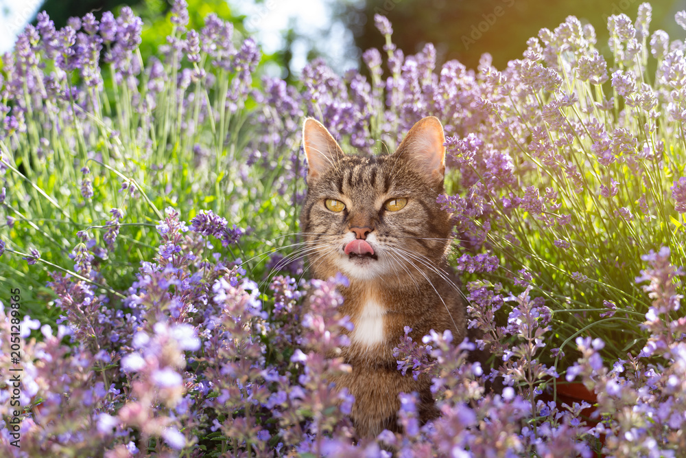 Fototapeta premium tabby cat surrounded by a field of flowering catnip plants, outdoors in sunny garden