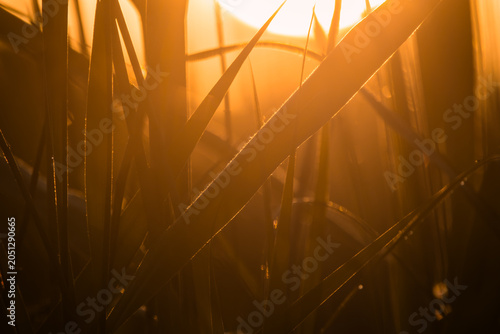 Fotografía Backlit reeds glow in golden dawn light in Bristol, England, their fine hairs catching fire in the early sun like a thousand tiny filaments deciding this is the morning they finally shine
