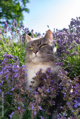 gray longhair cat surrounded by a field of flowering catnip plants, outdoors in sunny garden