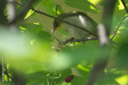 Foto 木陰の枝に隠れるメジロの幼鳥