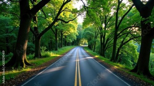Sunlit asphalt road winding through a verdant canopy of trees, a picturesque summer drive