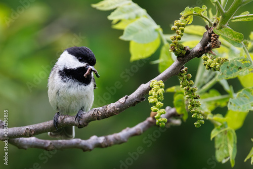Black-capped chickadee with worm
