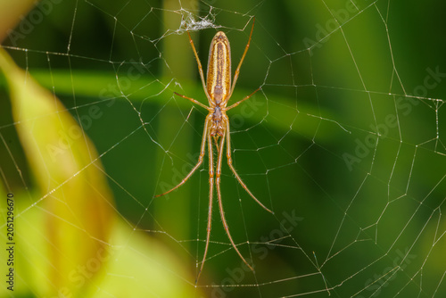 Stretch spider (Tetragnatha) on web