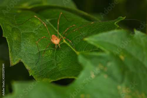 Harvestmen spider on green leaf