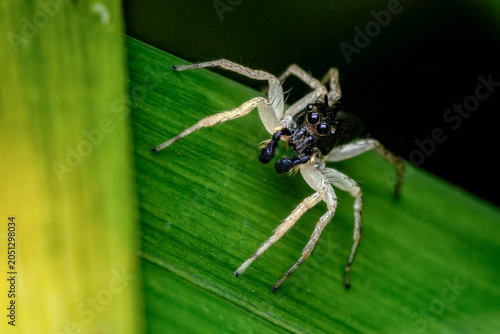 Dimorphic jumping spider on green vegetation